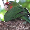 Mitred Parakeet